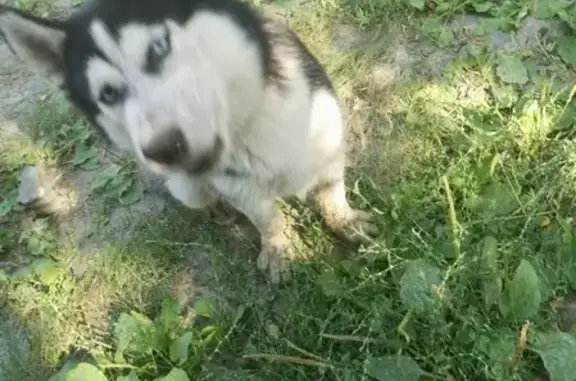 Собака ХАСКИ найдена в Новочеркасске, Россия
