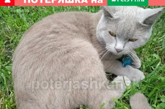 Кошки потеряшки, Новосибирск, фото: Потеряшка кот в Кировском районе, помогите найти!