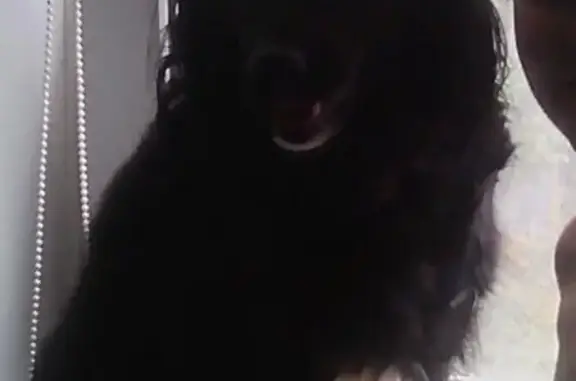 Пропала собака ЛАДА в Ангарске