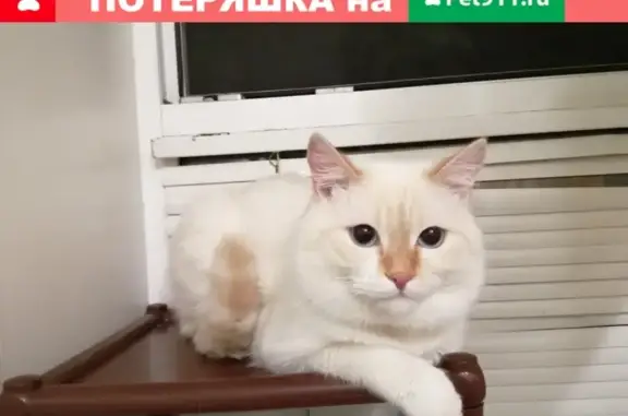 Пропал кот с зелёным ошейником в Заводоуковске