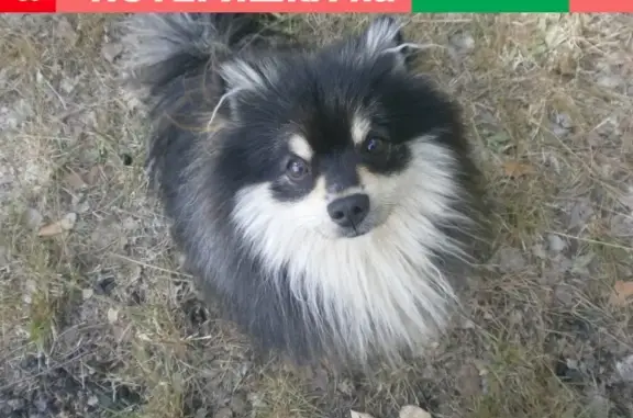 Пропала собака Тёма в Нижегородской области