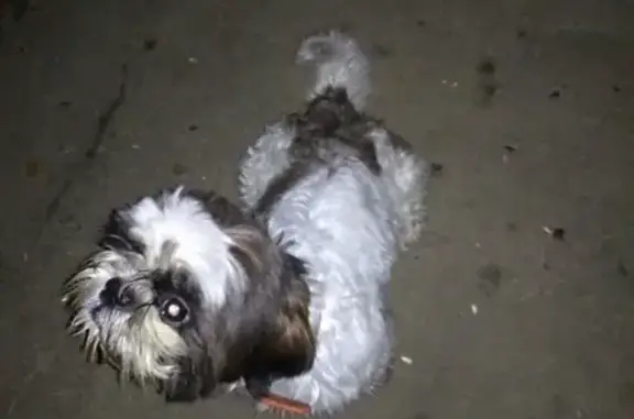Собака с пятнами найдена в Мишутино, Московская обл.