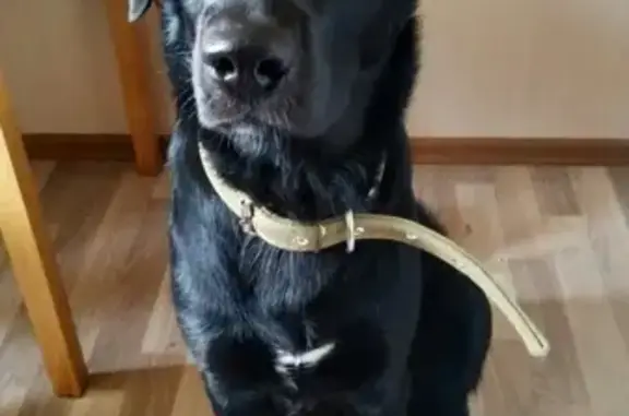 Найдена собака на Кирова, 32 в ошейнике