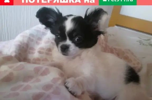 Пропал щенок Микки в Апрелевке, Московская область