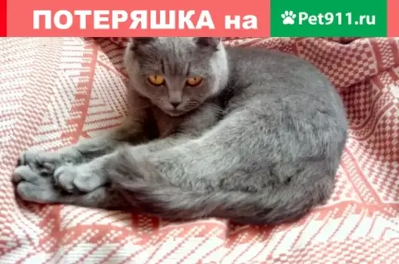 Пропала кошка в Брянском районе, п. Мичуринский, пер. 2-ой Орловский.
