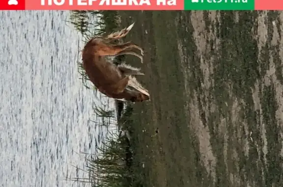 Потерянные борзые собаки возле пруда в Саратове