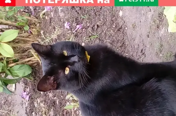 Найдена кошка КОТ в желтом ошейнике в Покровке, Московская область