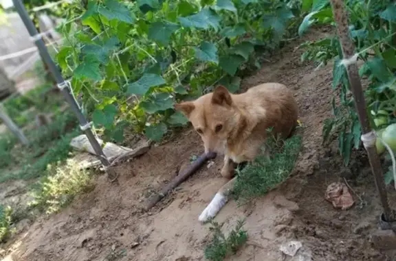 Пропала рыжая собака в Енотаевском районе