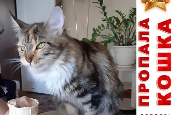 Потерянные животные , фото: Пропала кошка, ул. Жуковского 6