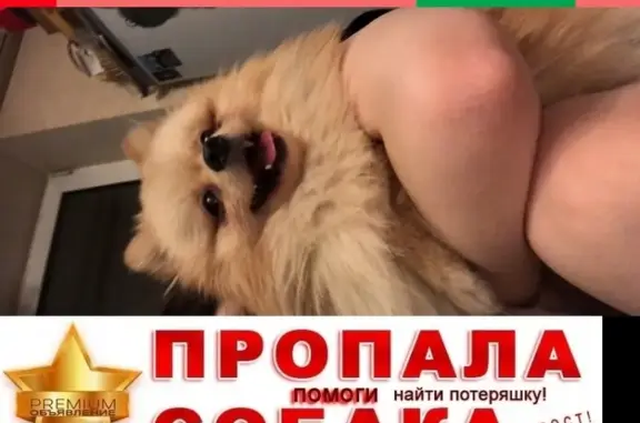 Собаки потеряшки, Москва, фото: Потеряшка собака в Братеево, Москва - Микки, померанский шпиц, вознаграждение гарантировано!
