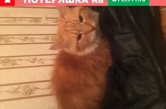 Найдена домашняя кошка на ул. Бехтерева, 51к2