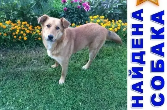 Найдена собака в Орехово-Зуевском районе