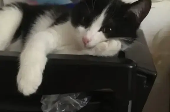 Кошки потеряшки, Санкт-Петербург, фото: Потеряшка кошка на ул. Будапештская, СПб, Фрунзенский район