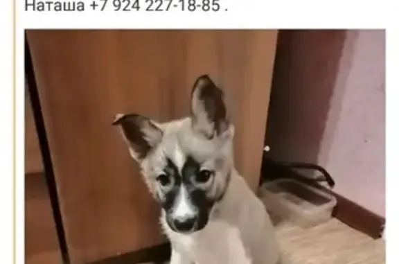 Найден щенок на пр. Копылова, ищет новый дом
