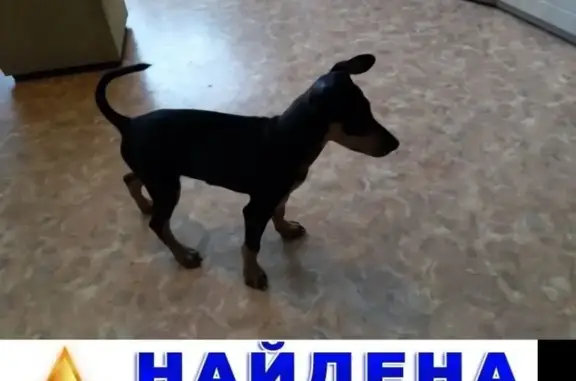 Собака найдена в Зеленогорске, Красноярский край (13 адрес)