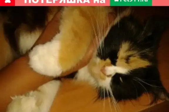 Пропала кошка в Симферополе на улице Мате Залки
