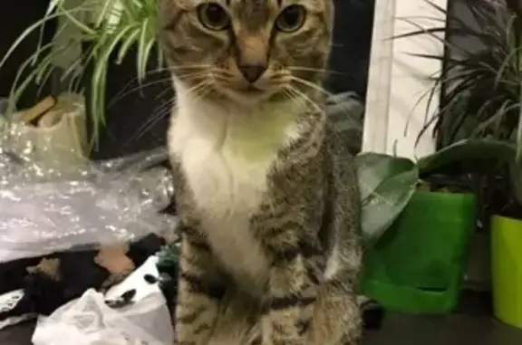 Пропала кошка в Рязани, помогите найти!