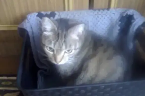 Кошки потеряшки, Колпашево, фото: Потеряшка кошка на Матьянге, Томская область