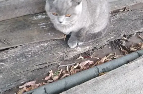 Найден британский котенок в Шадринске