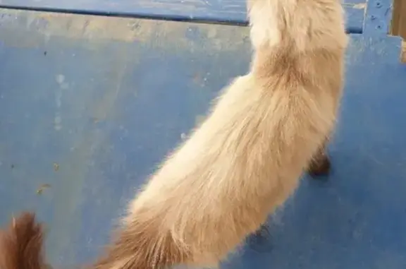 Найдена сиамская кошка в Среднеуральске на ул. Лесной