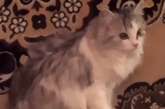 Кошки потеряшки, Комсомольский, фото: Потеряшка кошка на улице Уральской в Комсомольском поселке [Челябинская область]