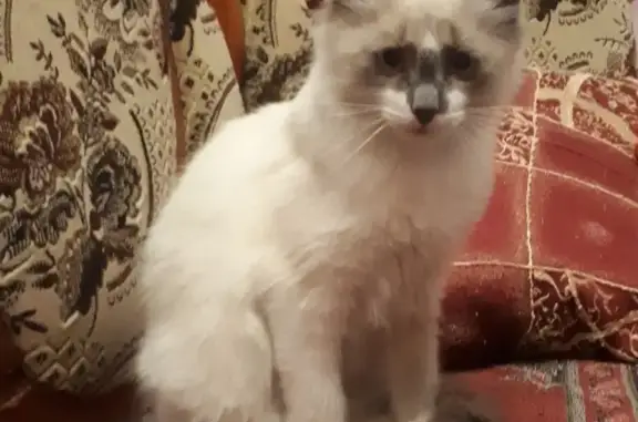 Пропал котенок на улице Левитана в Казани