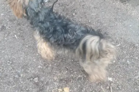 Собака найдена в Михайловском саду, ищем владельца.