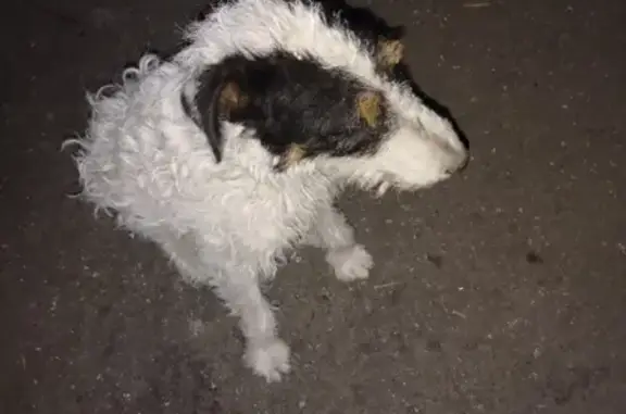 Потерян пёс в районе Монгоры, номер для связи в тексте