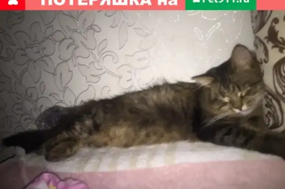 Пропала кошка в микрорайоне Кадровик, Копейск