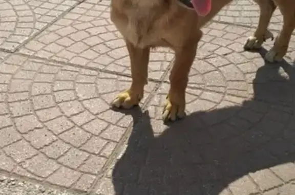 Найдена собака около ТЦ Сити в Калининграде