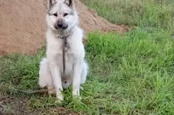 Пропала собака в районе дырносских дач, Сыктывкар