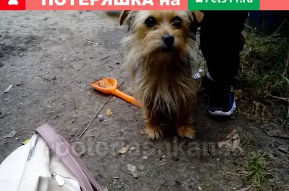 Собака найдена на Юго-западном жилмассиве, ищем хозяев #poterjashkansk.