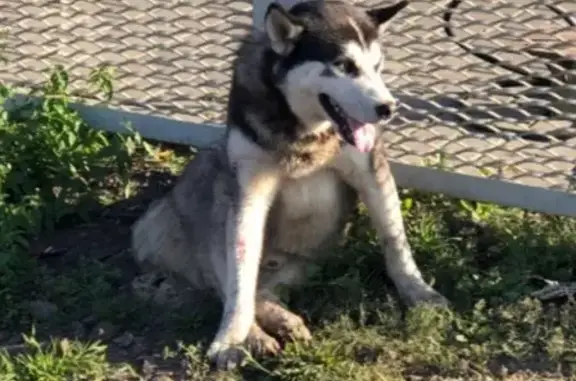Найдена собака в беде в Раменском