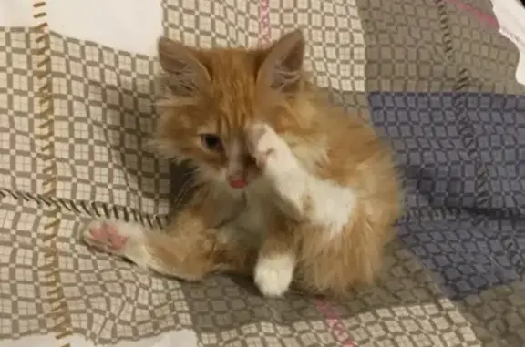 Кошки потеряшки, Москва, фото: Потеряшка котенок Масяня на улице Театральной, Щербинка