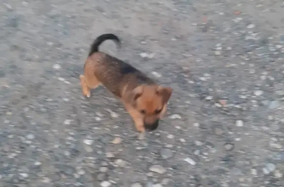 Найден щенок в Подольске