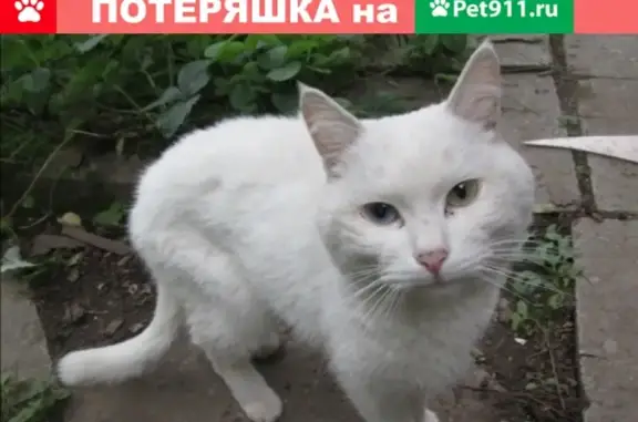 Найден белый кот на Эльмаше (Екатеринбург)