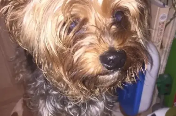 Найдена собака, Москва, фото: Найден пёс на ул. Партизанская между домами 49 и 47