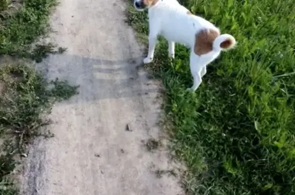 Пропала собака в Нахабино, ул. Панфилова, 27-29