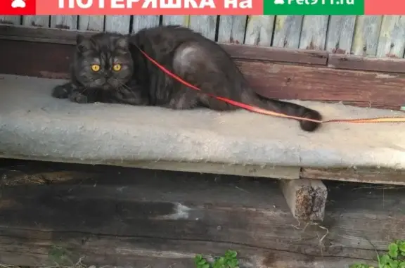 Потерянные животные Ярославль, фото: Пропала кошка в СНТ 