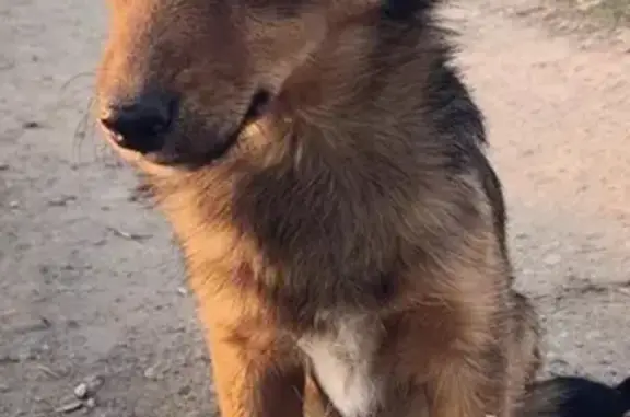 Пропала собака ЛЯЛЯ в Александрове, Владимирская область