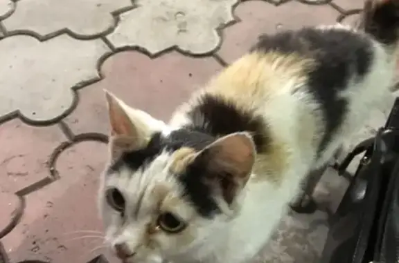 Найдена кошка возле Зари в Назарово
