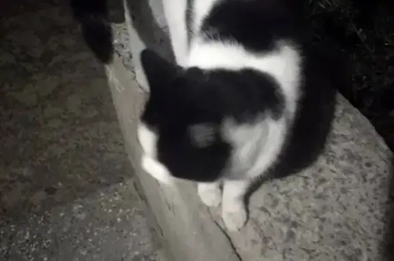 Найдена кошка в Петрозаводске на ул. Петрова 9