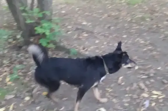 Собака Люба найдена в Екатеринбурге