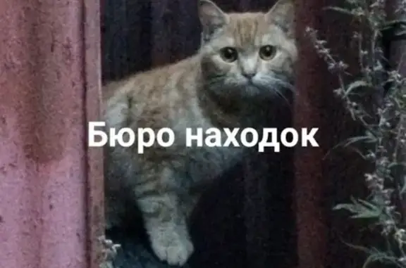 Найден кот с шлейкой в районе привокзального в Архангельске
