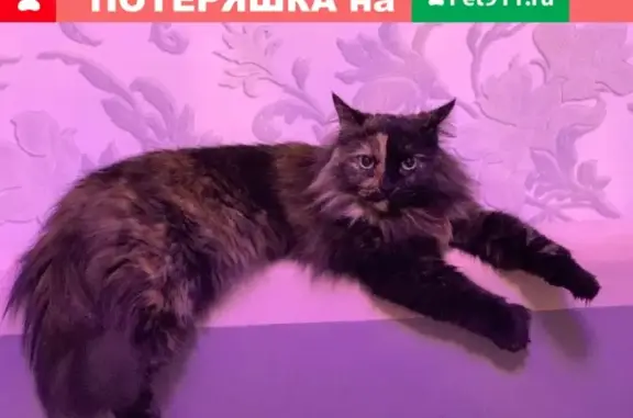 Найдена кошка на Белинского 7а в Петрозаводске