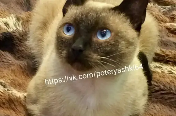 Найден молодой сиамский кот в Саратове на Предмостовой площади