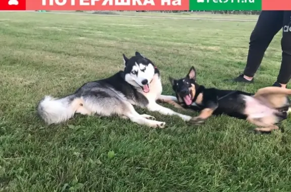 Пропала собака в Калининском районе