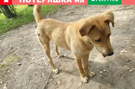 Найдена собака, Москва, фото: Найден дружелюбный пёс на улице Лескова, 9А