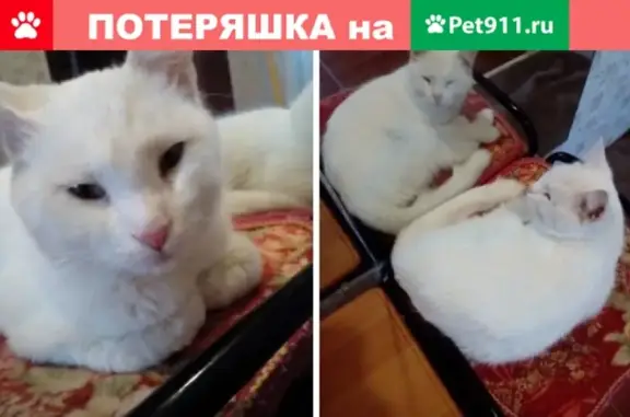 Найден белый кот в Пскове на улице Мирной
