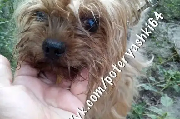 Собака найдена на пролетарке в Саратове